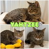 adoptable Cat in pierceton, IN named Yahtzee