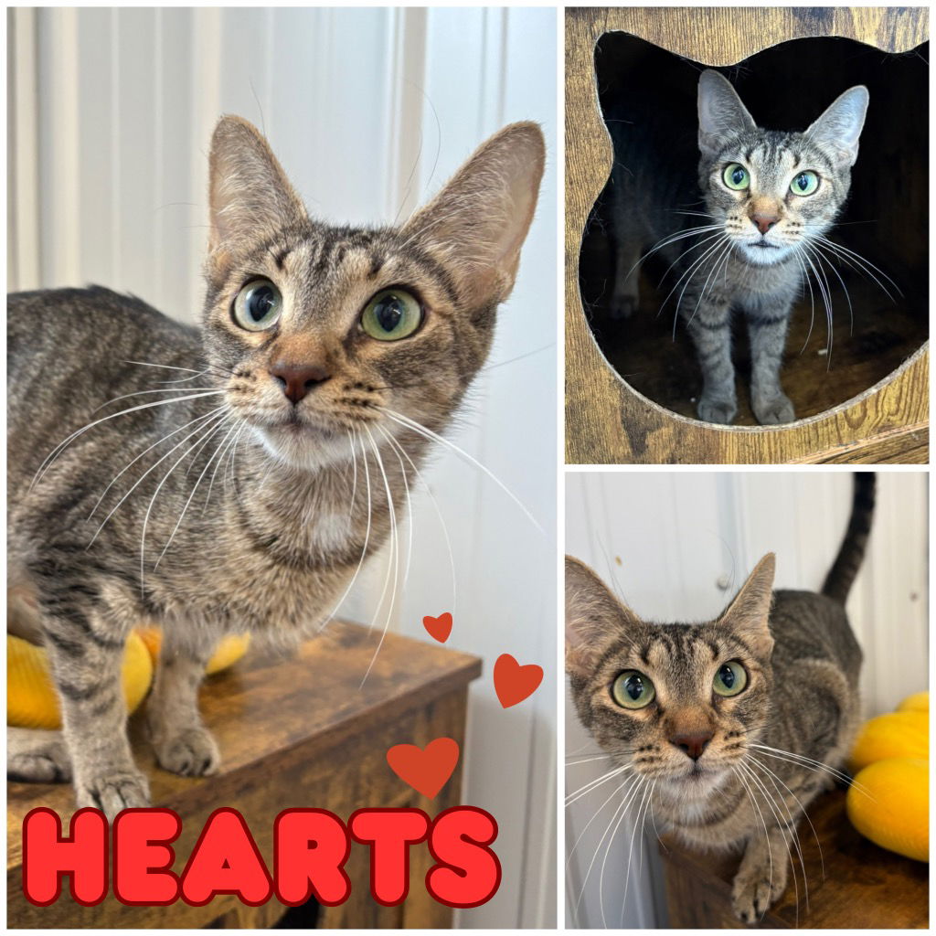 adoptable Cat in Pierceton, IN named Hearts
