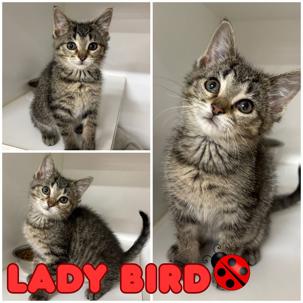adoptable Cat in Pierceton, IN named Lady Bird