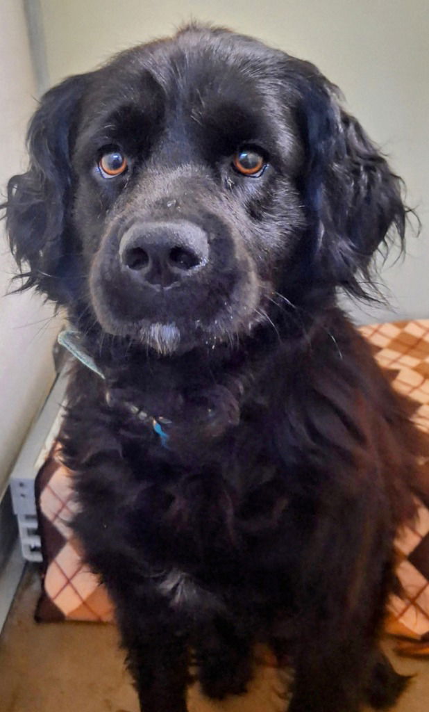 adoptable Dog in Pierceton, IN named Penny