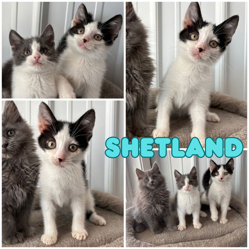 adoptable Cat in Pierceton, IN named Shetland - SR1