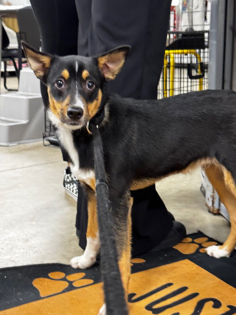adoptable Dog in Pierceton, IN named Brownie