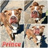 adoptable Dog in pierceton, IN named Prince