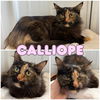 adoptable Cat in  named Calliope
