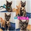 adoptable Cat in pierceton, IN named Tuna