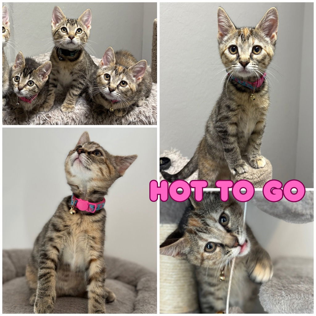 adoptable Cat in Pierceton, IN named Hot to Go