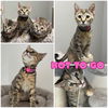 adoptable Cat in pierceton, IN named Hot to Go