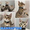 adoptable Cat in pierceton, IN named Manhattan