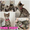 adoptable Cat in pierceton, IN named Pink Pony