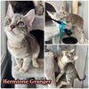 adoptable Cat in pierceton, IN named Hermione Granger - SR1