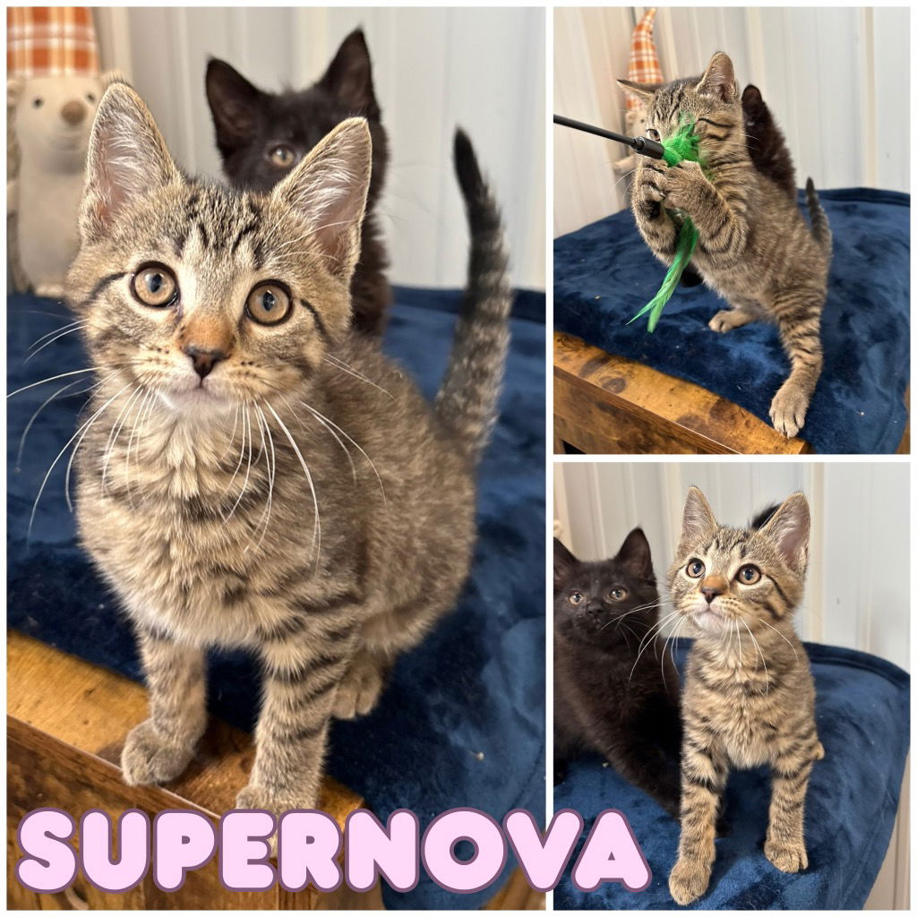 adoptable Cat in Pierceton, IN named Supernova