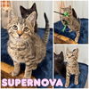 adoptable Cat in pierceton, IN named Supernova