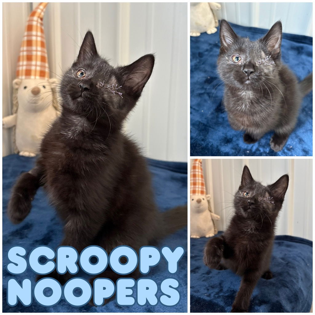 adoptable Cat in Pierceton, IN named Scroopy Noopers