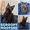 adoptable Cat in pierceton, IN named Scroopy Noopers