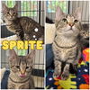adoptable Cat in pierceton, IN named Sprite