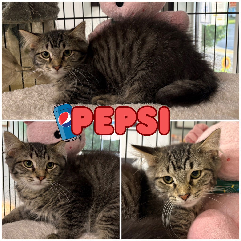 adoptable Cat in Pierceton, IN named Pepsi