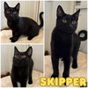 adoptable Cat in pierceton, IN named Skipper