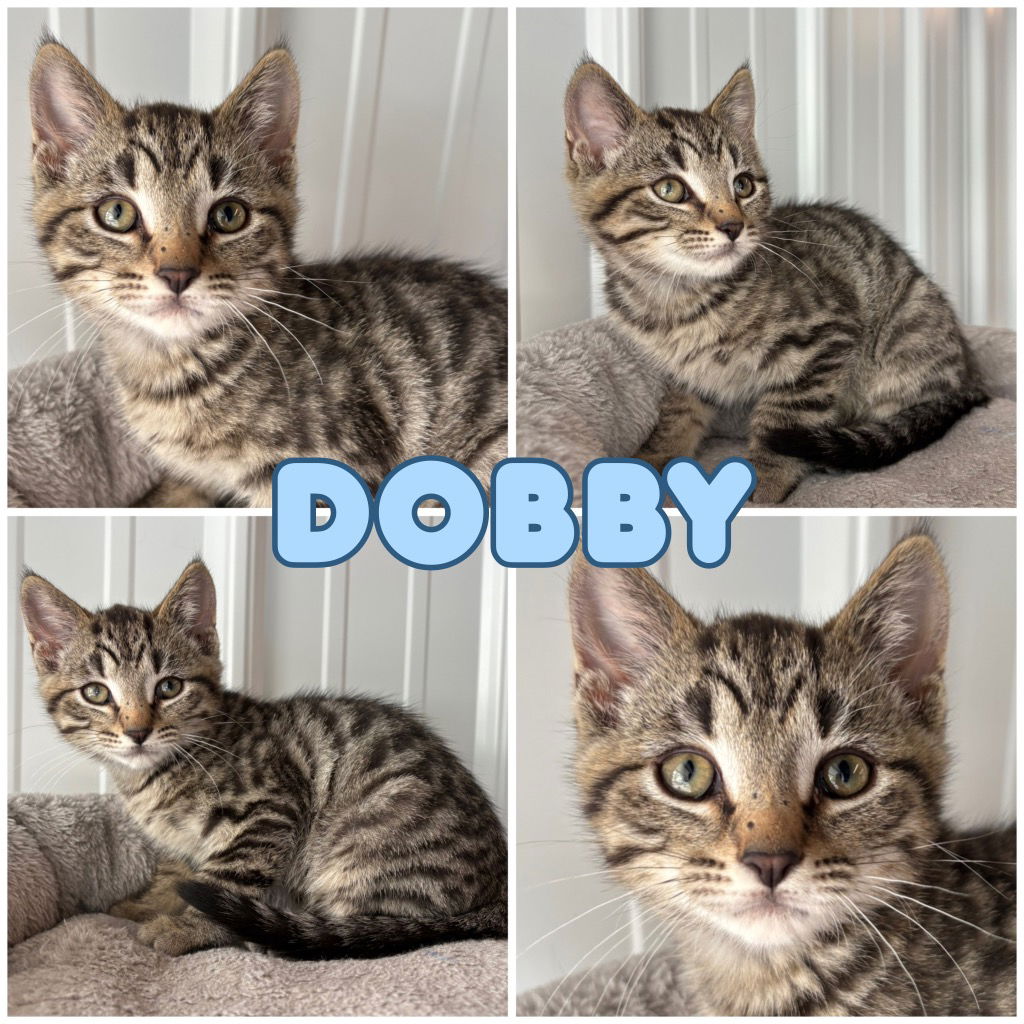 adoptable Cat in Pierceton, IN named Dobby - SR1
