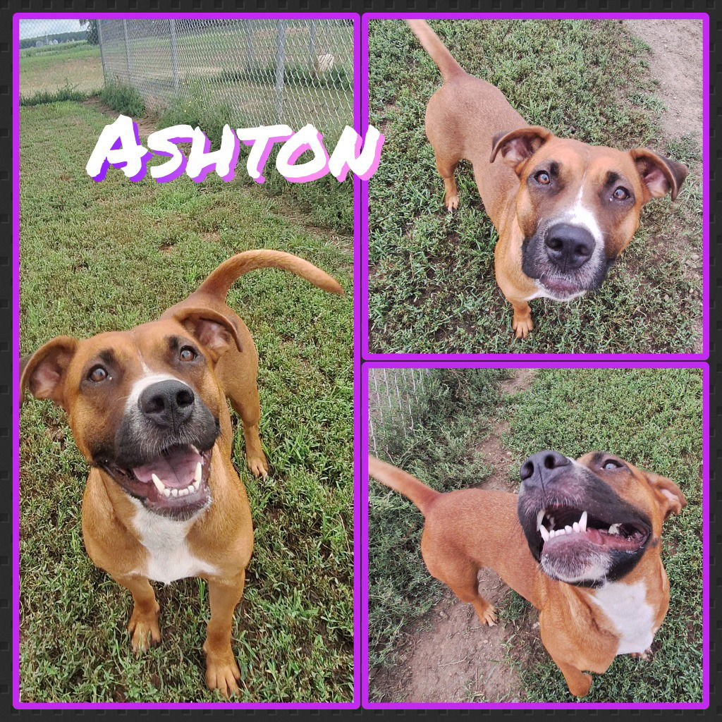 adoptable Dog in Pierceton, IN named Ashton