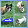 adoptable Dog in  named Yoshi