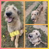 adoptable Dog in Pierceton, IN named Benji