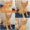 adoptable Cat in pierceton, IN named Toadfish