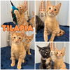 adoptable Cat in pierceton, IN named Tilapia