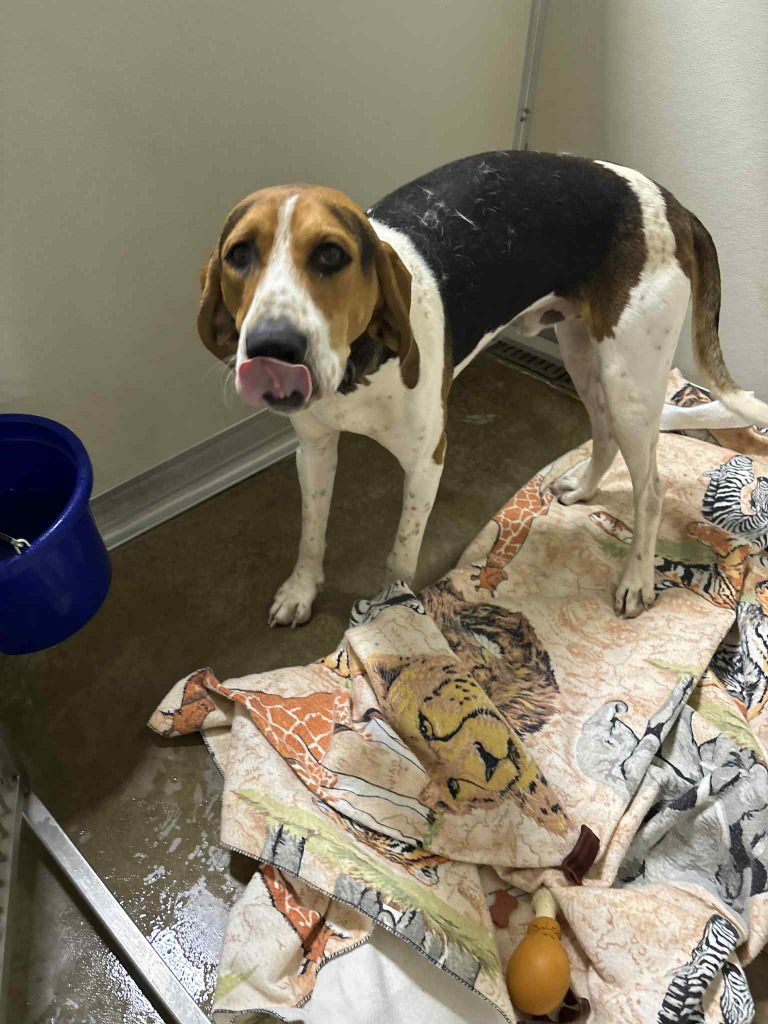 adoptable Dog in Pierceton, IN named Moe