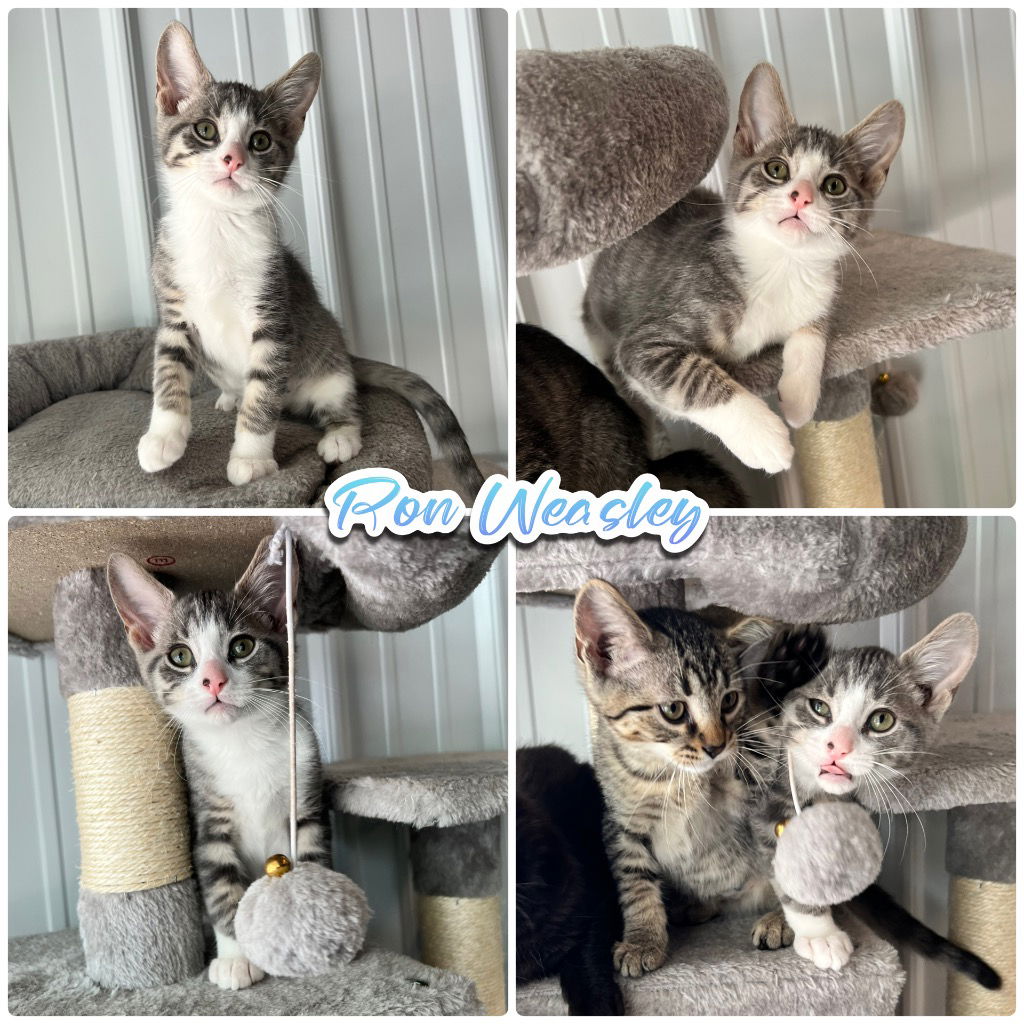 adoptable Cat in Pierceton, IN named Ron Weasley - SR1