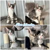 adoptable Cat in pierceton, IN named Ron Weasley - SR1