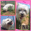 adoptable Dog in pierceton, IN named Tina