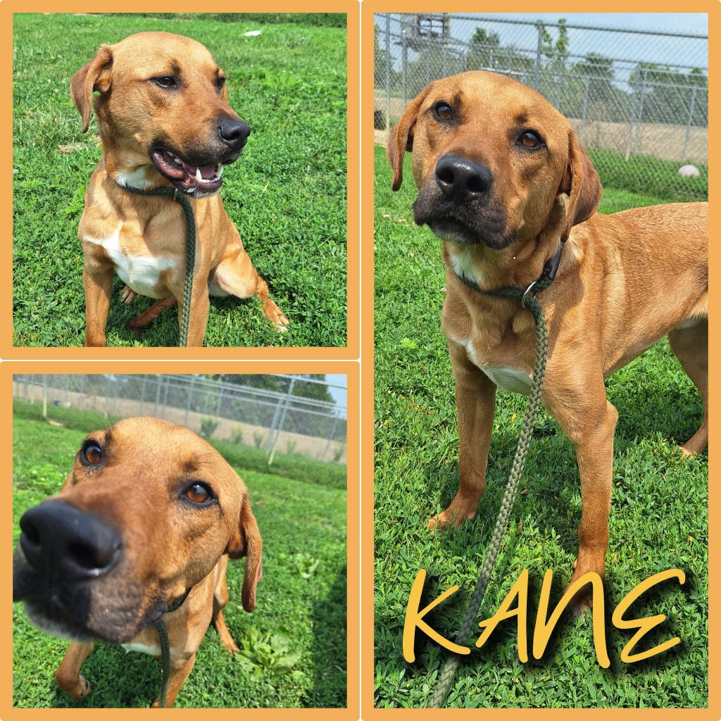 adoptable Dog in Pierceton, IN named Kane