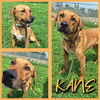 adoptable Dog in pierceton, IN named Kane