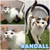 adoptable Cat in pierceton, IN named Randall