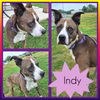 adoptable Dog in pierceton, IN named Indy