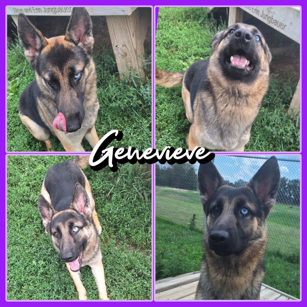 adoptable Dog in Pierceton, IN named Genevieve