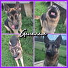 adoptable Dog in pierceton, IN named Genevieve