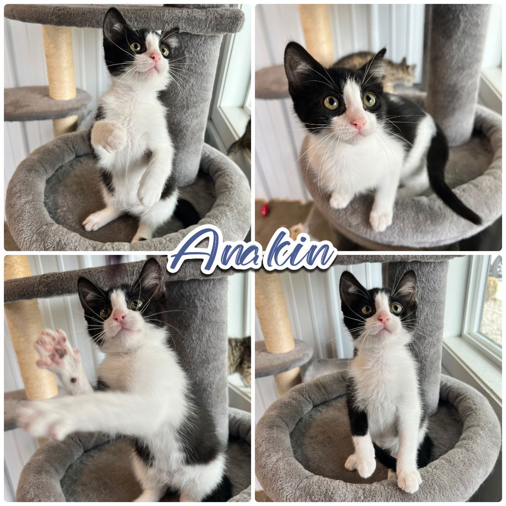 adoptable Cat in Pierceton, IN named Anakin - SR4