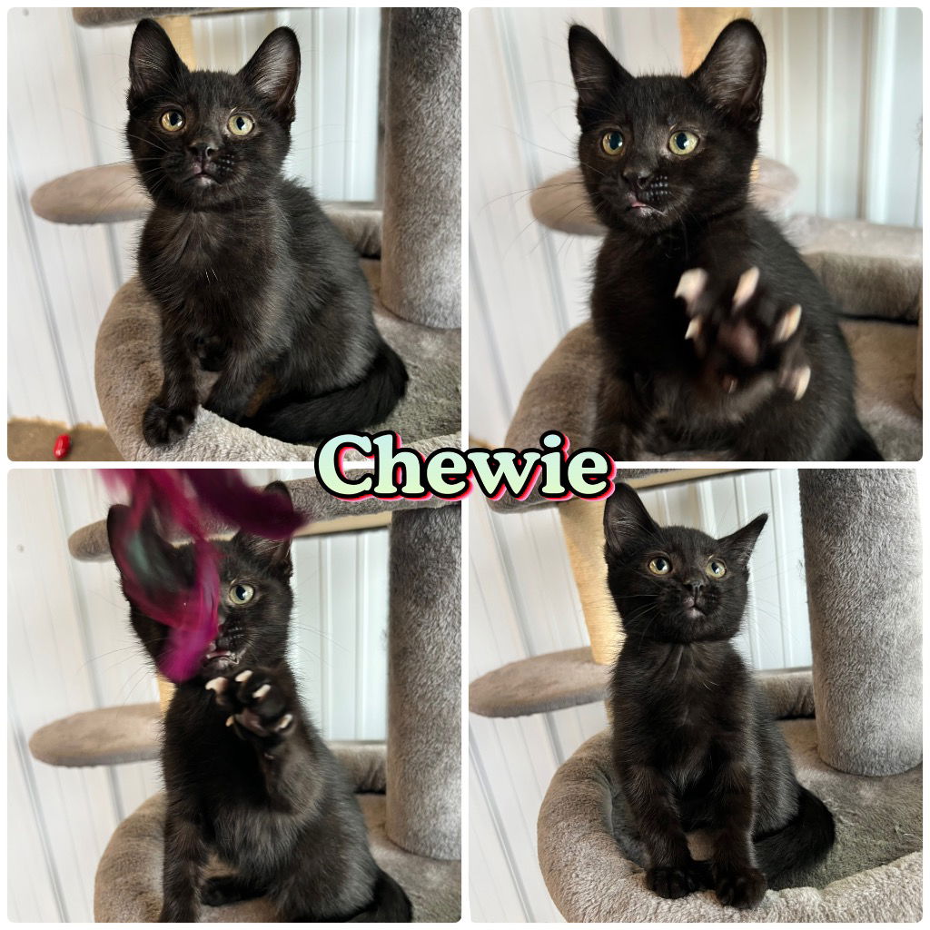 adoptable Cat in Pierceton, IN named Chewie - SR4