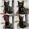 adoptable Cat in pierceton, IN named Chewie - SR4