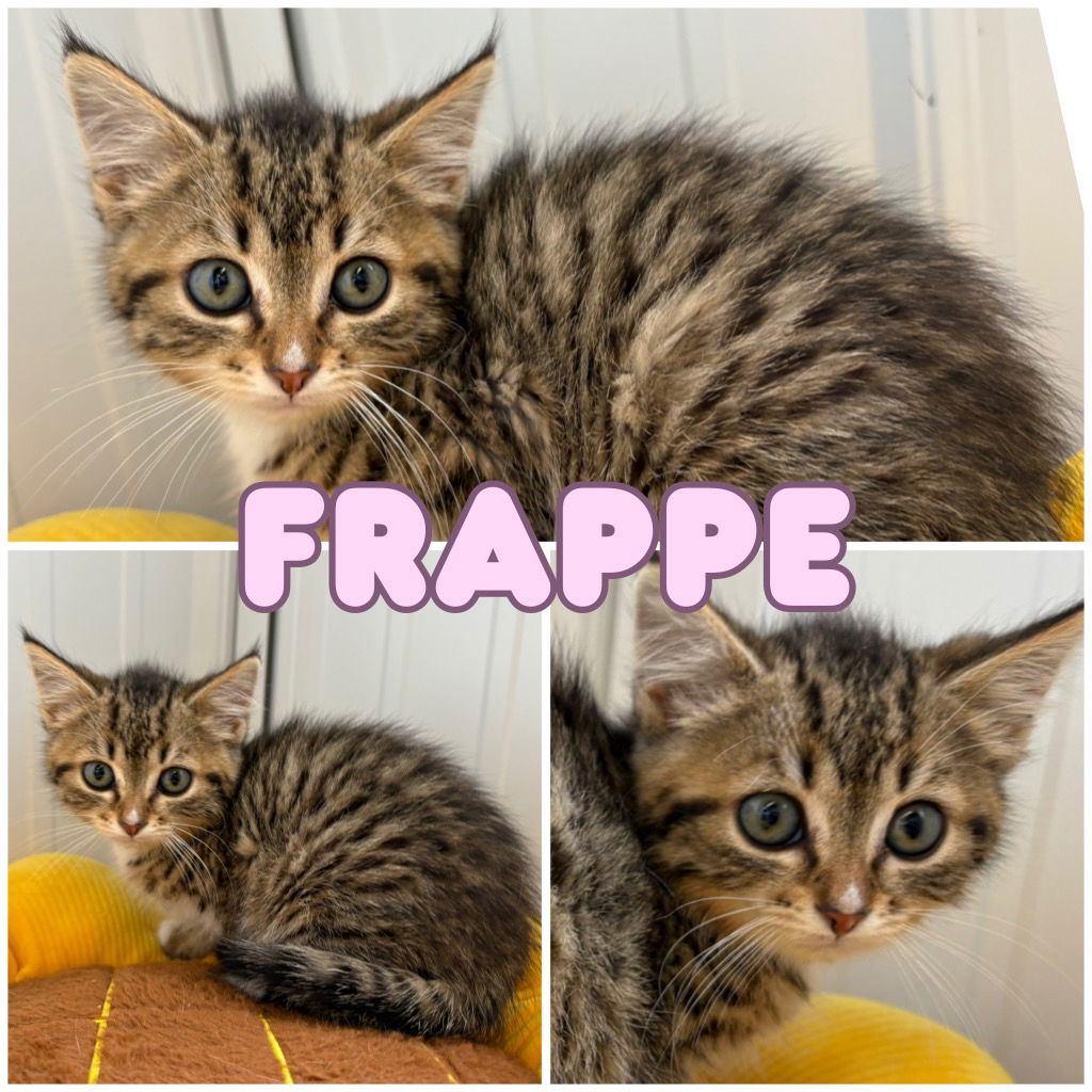 adoptable Cat in Pierceton, IN named Frappe