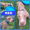 adoptable Dog in  named Red