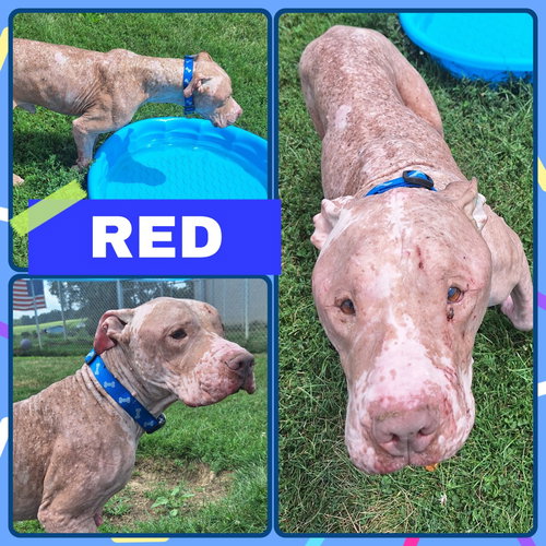 picture of the dog needing adoption