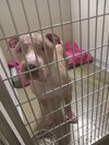Red - Fee Waived - Photo 2