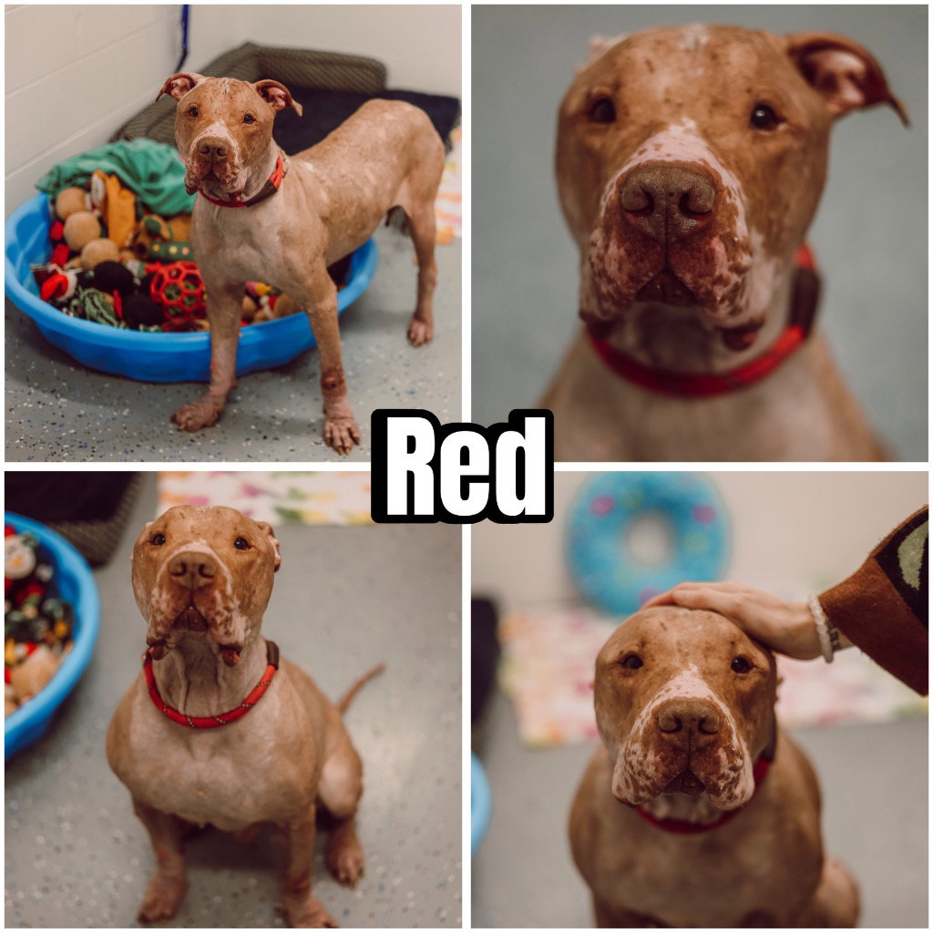 Red - Fee Waived Image