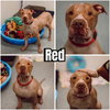 Red - Fee Waived - Photo 1