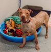 Red - Fee Waived - Photo 2