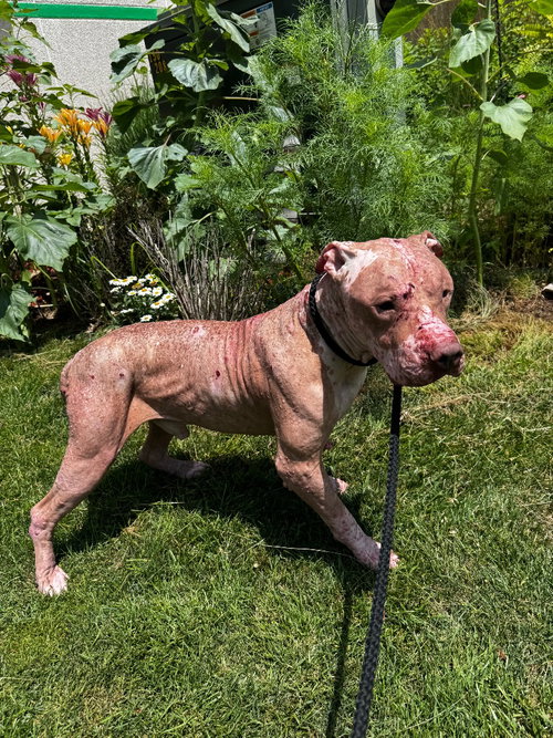 RED - LONG TERM 6*30*25-FEE WAIVED - American Staffordshire Terrier available for adoption