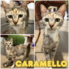 adoptable Cat in , IN named Caramello