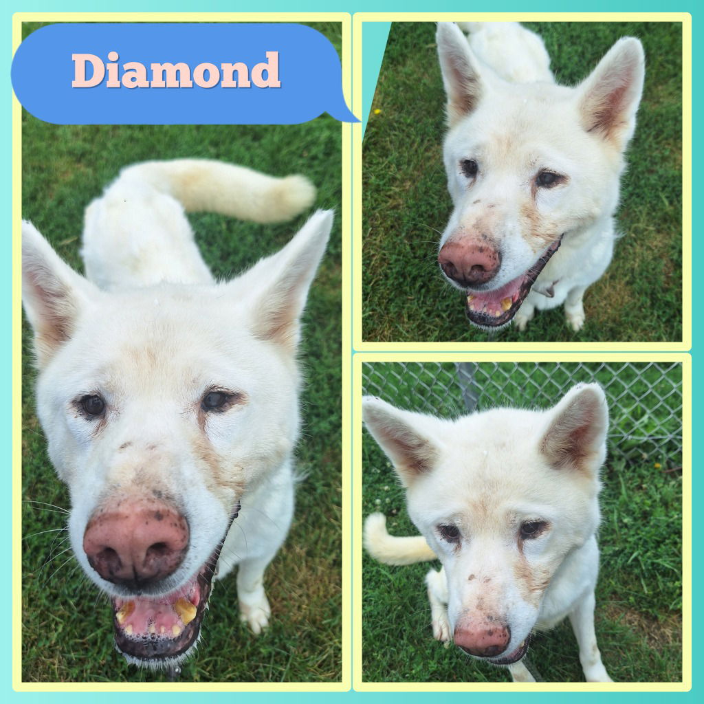 adoptable Dog in Pierceton, IN named Diamond